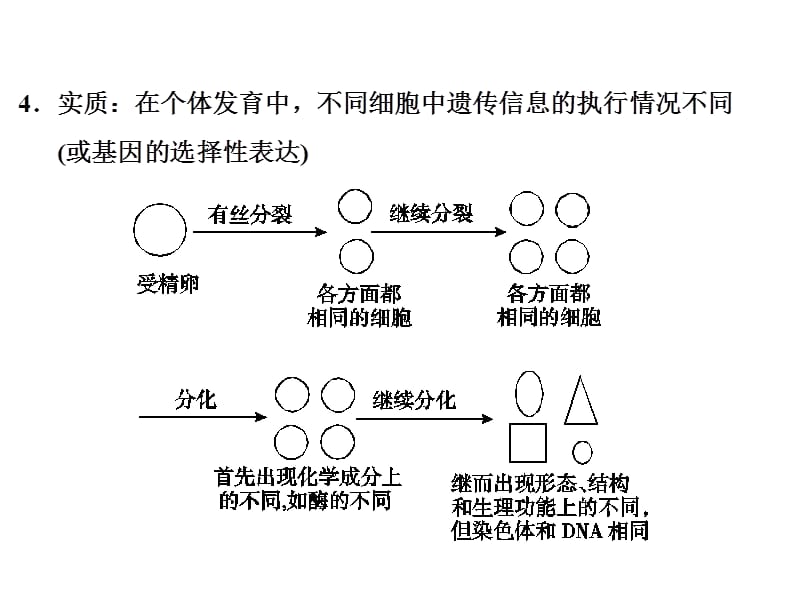 2013细胞的分化、衰老、凋亡和癌变-文档资料.ppt_第2页