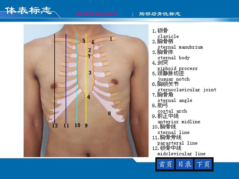 12胸部评估——肺与胸膜-PPT文档.ppt_第2页