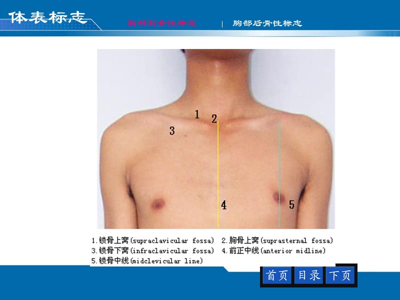 12胸部评估——肺与胸膜-PPT文档.ppt_第3页