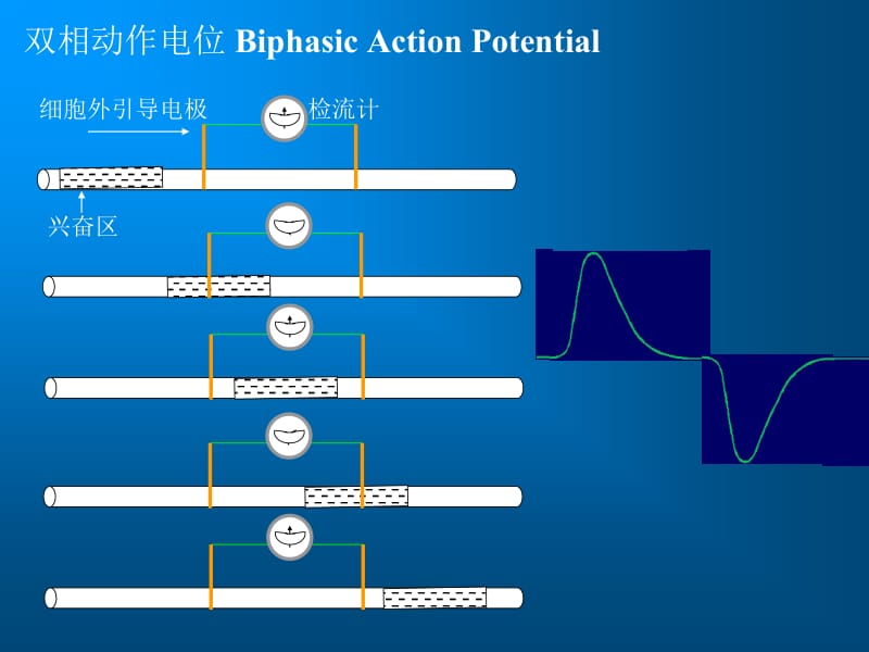 2神经干动作电位的记录与观察-精选文档-精选文档.ppt_第3页