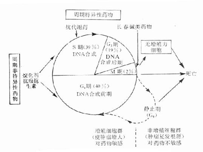 2018年常见化疗药物使用顺序及机理-文档资料.ppt_第2页