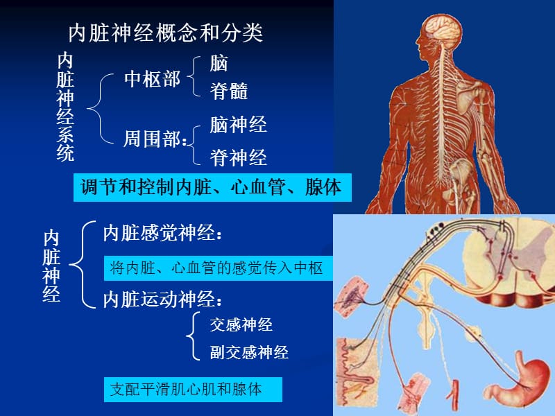 2018年内脏神经(研究生课程)-文档资料.ppt_第1页