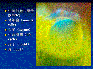 2018年第一章生殖细胞发生-文档资料.ppt