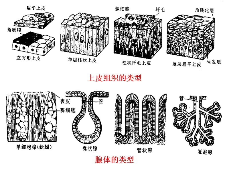 2018年第四多细胞动物导论-文档资料.ppt_第3页