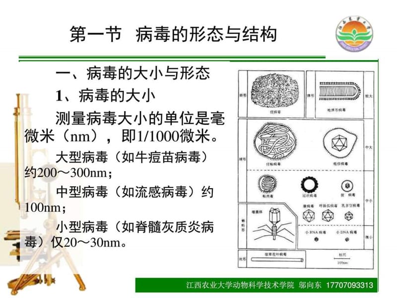 2018年2015-06病毒学总论-文档资料.ppt_第3页