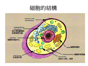 2018年【医药健康】养生从细胞结构谈起-文档资料.ppt