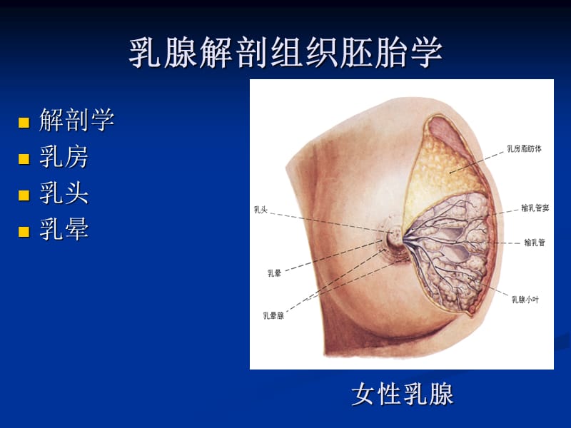 2018年《乳腺疾病(1)增生腺瘤》PPT课件-文档资料.ppt_第2页