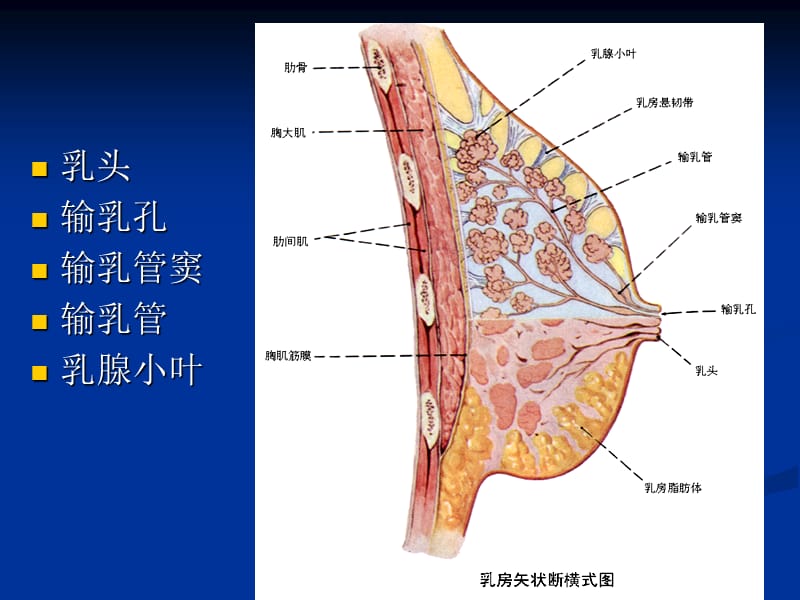 2018年《乳腺疾病(1)增生腺瘤》PPT课件-文档资料.ppt_第3页