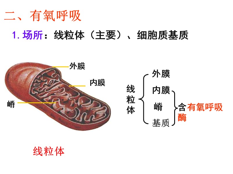 ATP的主要来源——细胞呼吸课时2-文档资料.ppt_第2页