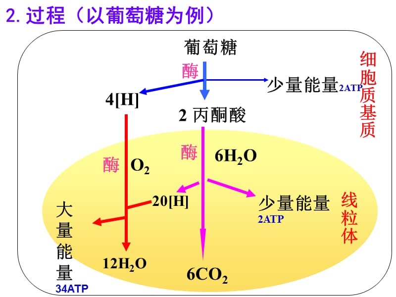 ATP的主要来源——细胞呼吸课时2-文档资料.ppt_第3页