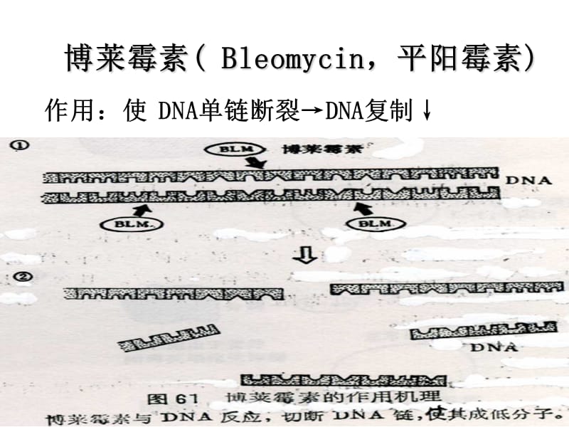 2018年抗肿瘤药物烷化剂-文档资料.ppt_第2页