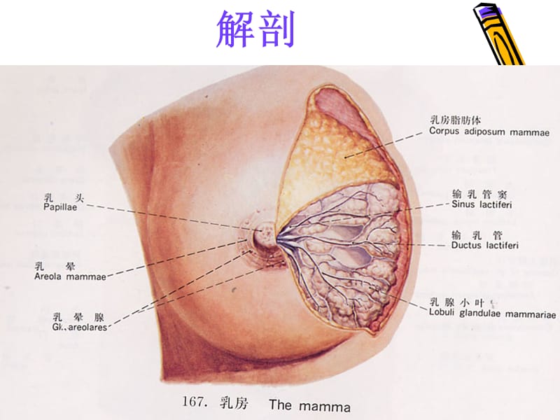 《乳房解剖》PPT课件-PPT文档.ppt_第1页