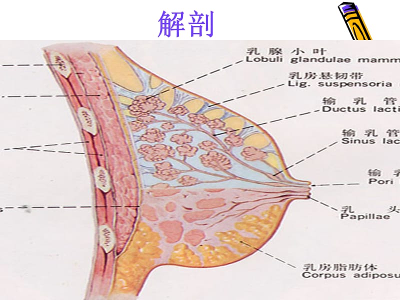 《乳房解剖》PPT课件-PPT文档.ppt_第2页