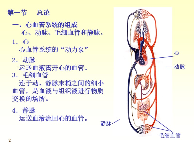 七科联考-系统解剖学--心-精选文档.ppt_第2页