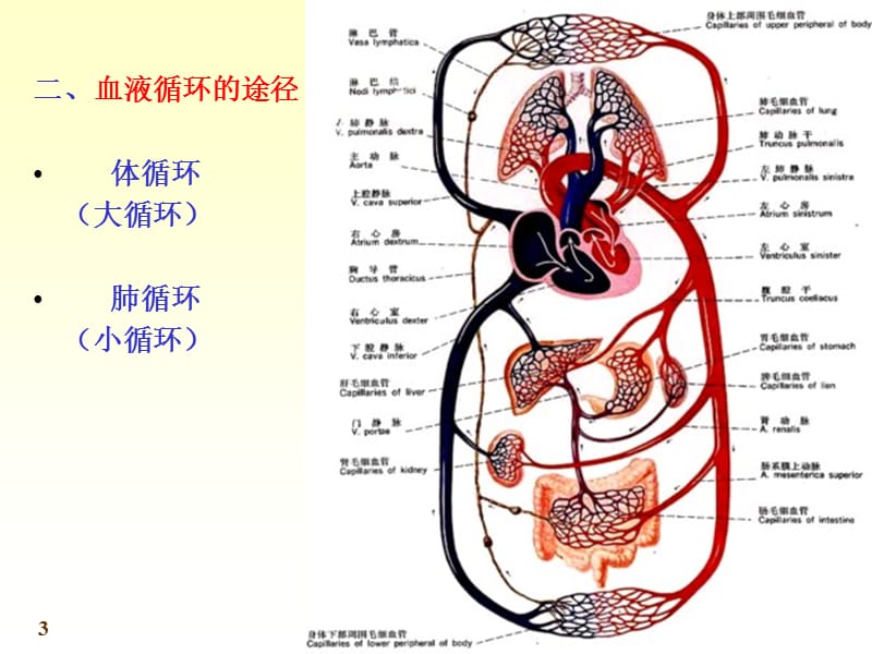 七科联考-系统解剖学--心-精选文档.ppt_第3页
