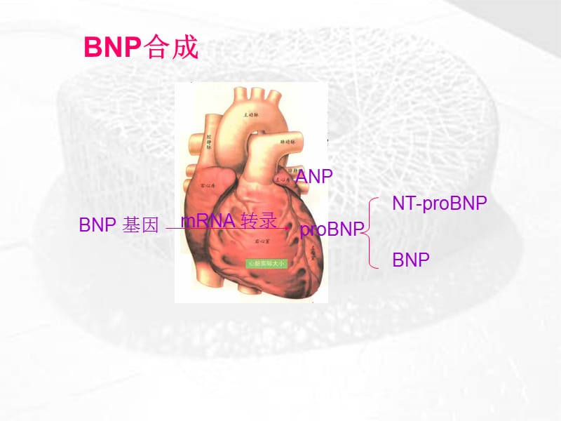 BNP及NT-proBNP的临床应用-课件，幻灯，PPT-文档资料.ppt_第3页