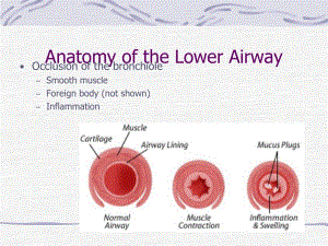 下呼吸道解剖（英文）-PPT文档.ppt