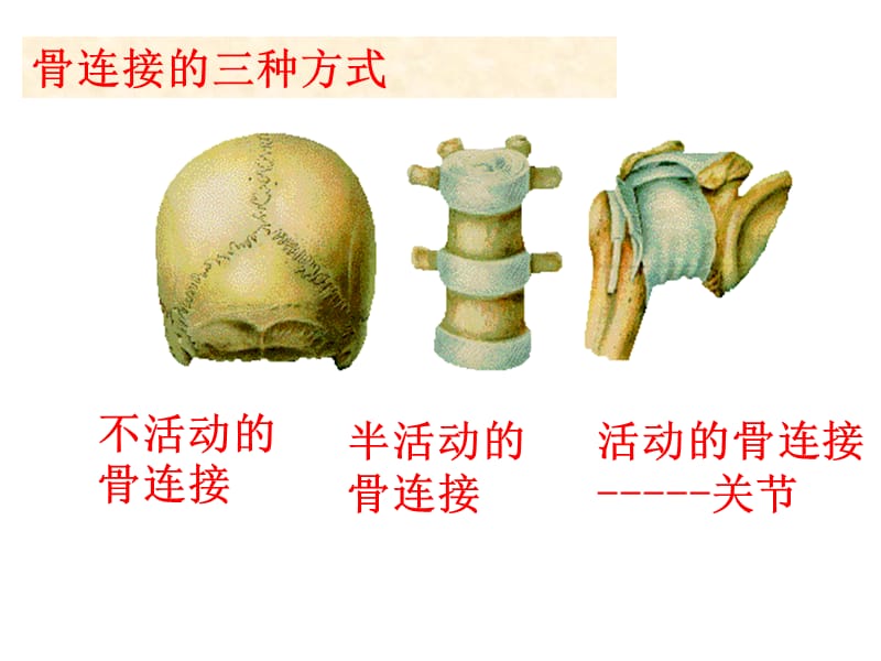 2018年三年级下科学课件-关节-青岛版-文档资料.ppt_第3页