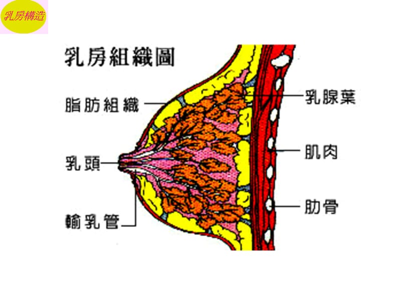 2018年乳房疾病病人的护理-文档资料.ppt_第3页