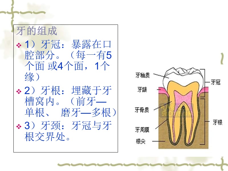 《儿童口腔》-文档资料.ppt_第3页