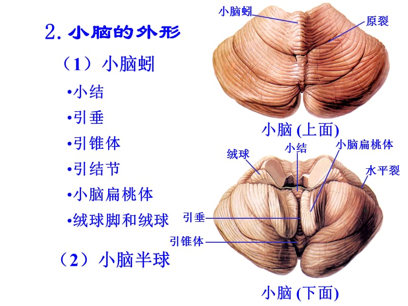 2018年人体解剖学：小脑、间脑-文档资料.ppt_第1页