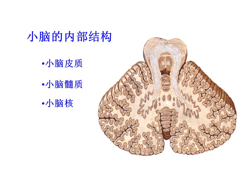 2018年人体解剖学：小脑、间脑-文档资料.ppt_第3页