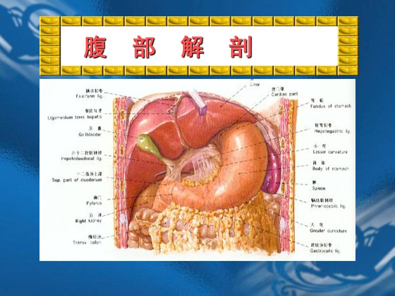 2018年急腹症的诊断临床思维讲座稿新-文档资料.ppt_第3页