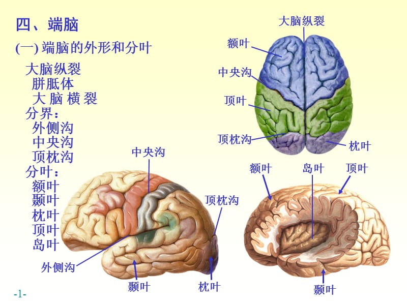 最新chapter17-4端脑-PPT文档.ppt_第1页