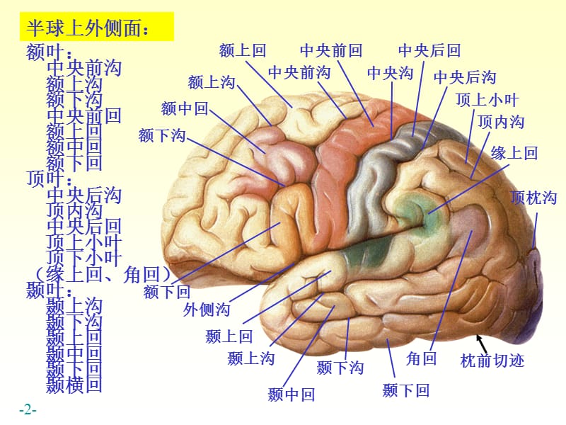 最新chapter17-4端脑-PPT文档.ppt_第2页