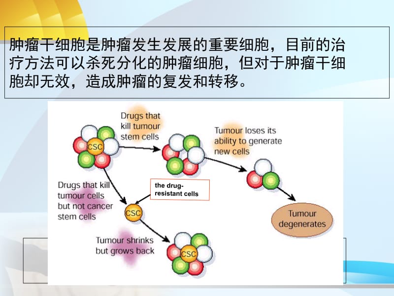 E1B蛋白缺陷型溶瘤腺病毒对乳腺癌干细胞的作用-精选文档.ppt_第3页