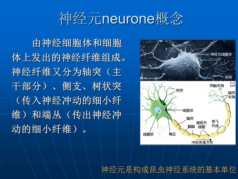 2018年昆虫的神经系统与感觉器官-文档资料.ppt_第2页