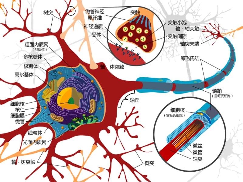 2018年昆虫的神经系统与感觉器官-文档资料.ppt_第3页