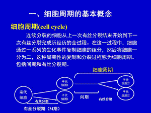 2018年医学细胞生物学细胞周期及其调控细胞周期本科2-文档资料.ppt