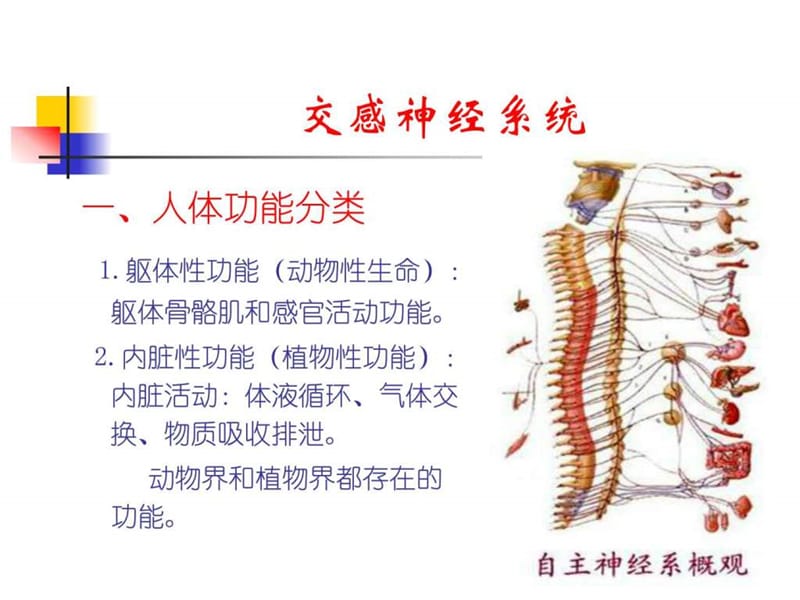 2018年交感神经系统激活与心血管疾病-文档资料.ppt_第3页