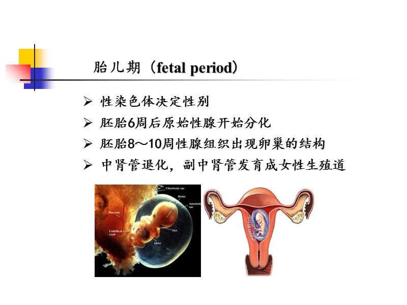 2018年女性内分泌激素基础知识-文档资料.ppt_第2页