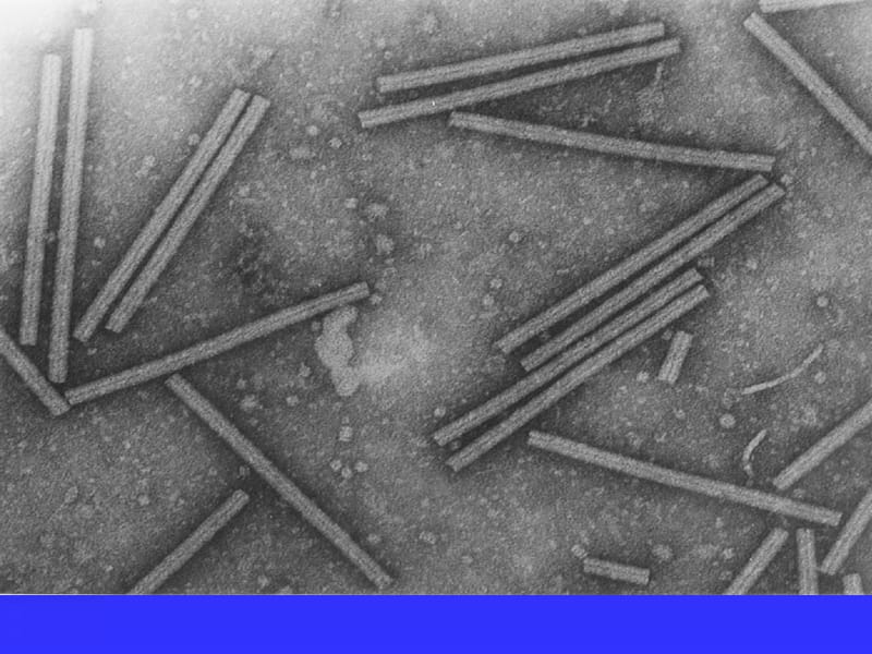 2018年12病毒的生物学特性-文档资料.ppt_第2页