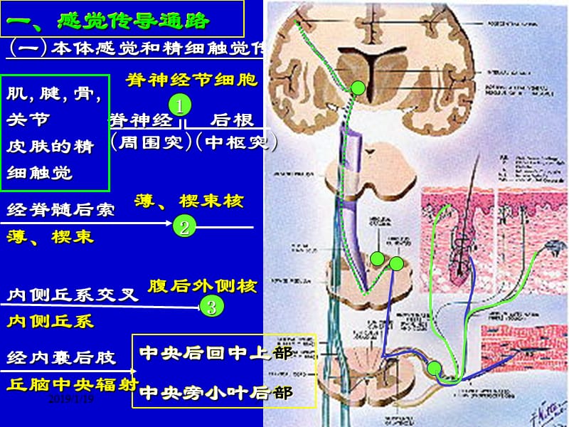 三章中枢神经的传导通路-文档资料.ppt_第2页