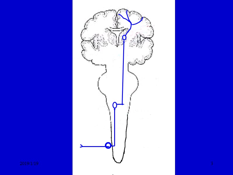 三章中枢神经的传导通路-文档资料.ppt_第3页