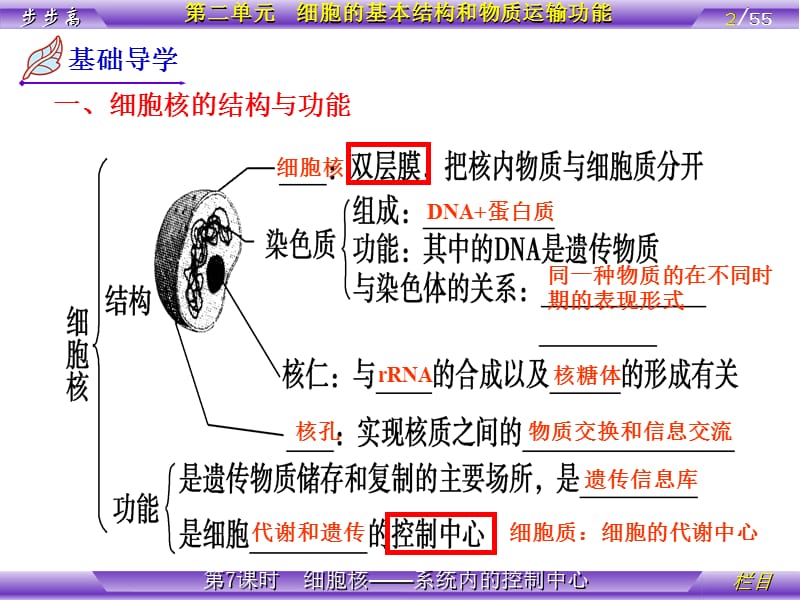 最新：D元 第7课时 细胞核-文档资料.ppt_第2页