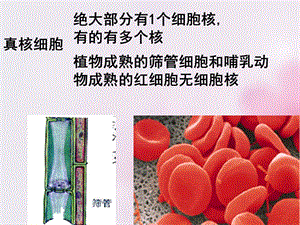 2015-2016人教版必修一细胞核-系统的控制中心课件(19张)PPT课件-文档资料.ppt