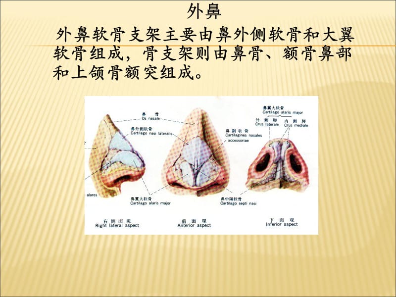 《鼻的解剖》PPT课件-文档资料.ppt_第3页