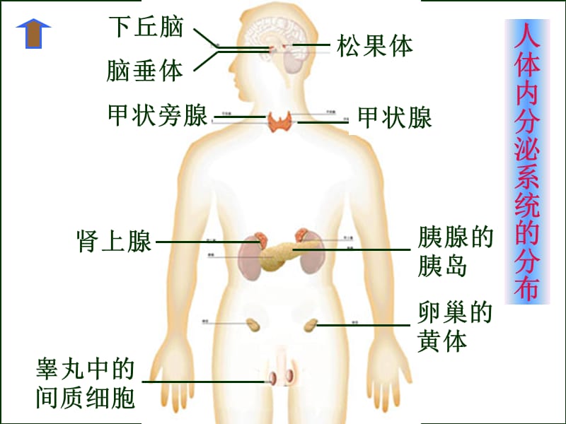 2018年七年内分泌系统NEW-文档资料.ppt_第3页