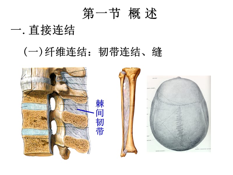 《二关节、肌学》-PPT文档.ppt_第2页