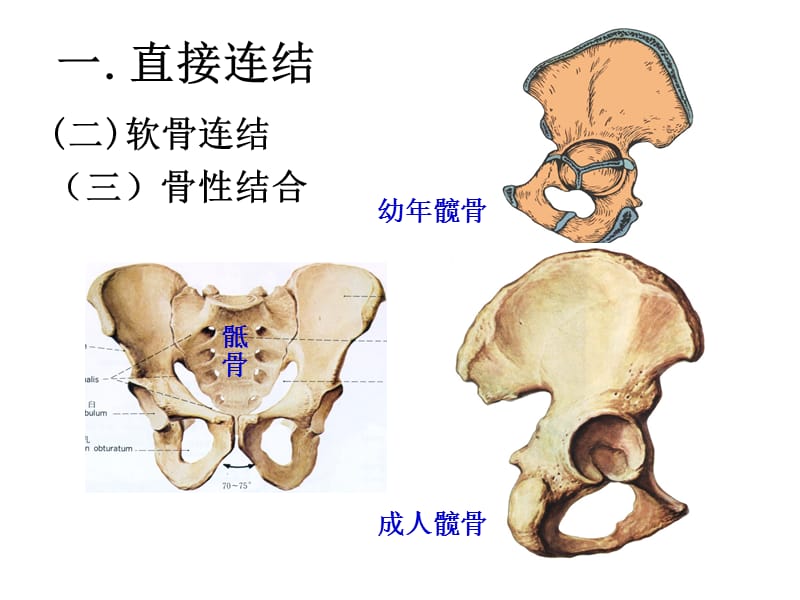 《二关节、肌学》-PPT文档.ppt_第3页