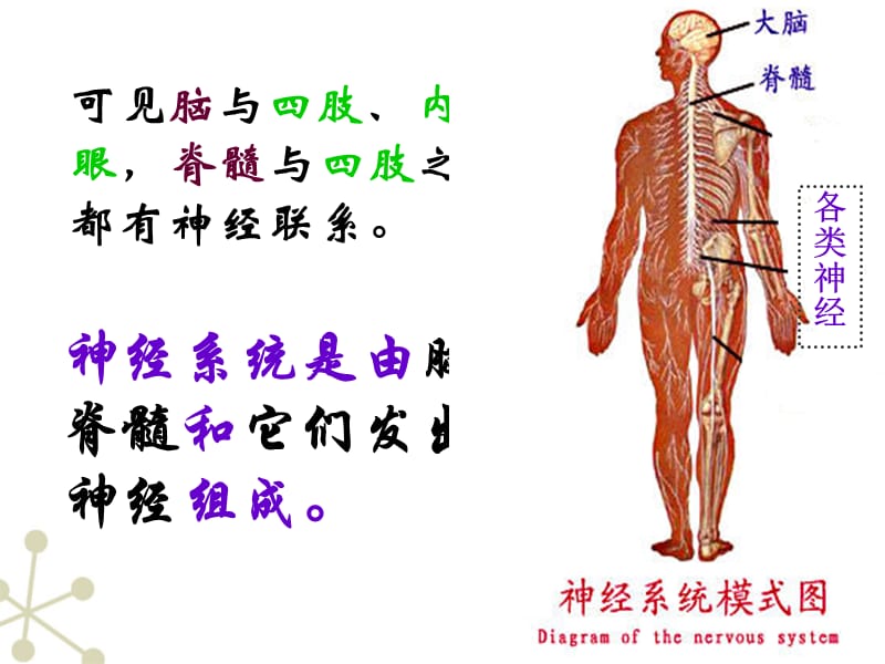 2018年七年级生物下册_神经系统的组成课件_人教新课标版 (1)-文档资料.ppt_第3页