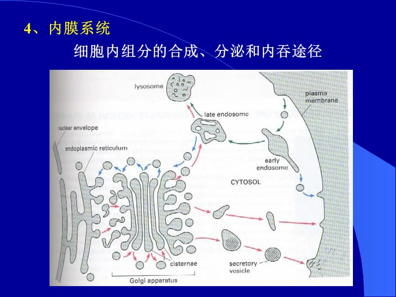 【生物课件】第六章 细胞基质与细胞内膜系统-文档资料.ppt_第2页