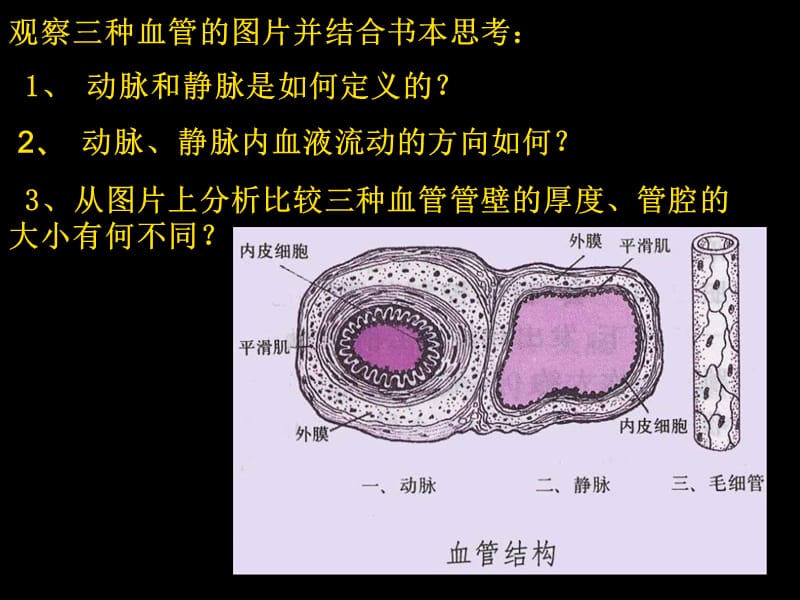 2018年第二节血流的管道血管-文档资料.ppt_第3页