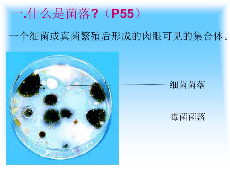 2018年八年级生物上册第一节细菌和真菌分布-文档资料.ppt_第2页