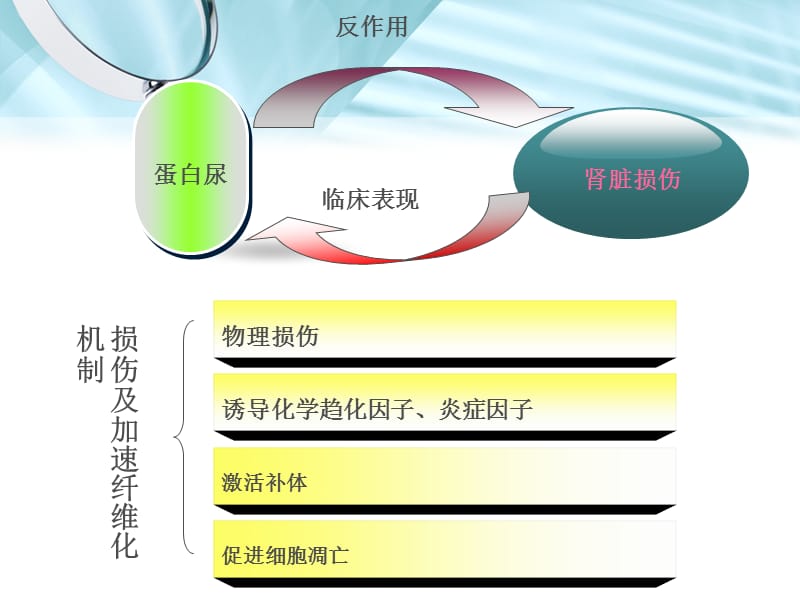 2018年大黄素对白蛋白诱导人肾小管上皮细胞转分化的影响-文档资料.ppt_第3页