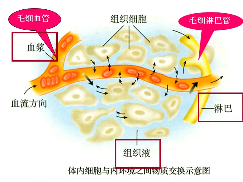 2018年人教版教学课件新人教版必修三《细胞生活的环境》PPT-文档资料.ppt_第1页